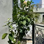 Noa - Designed Garden In The Center 卡拉马塔