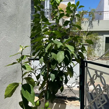 Noa - Designed Garden In The Center Kalamata